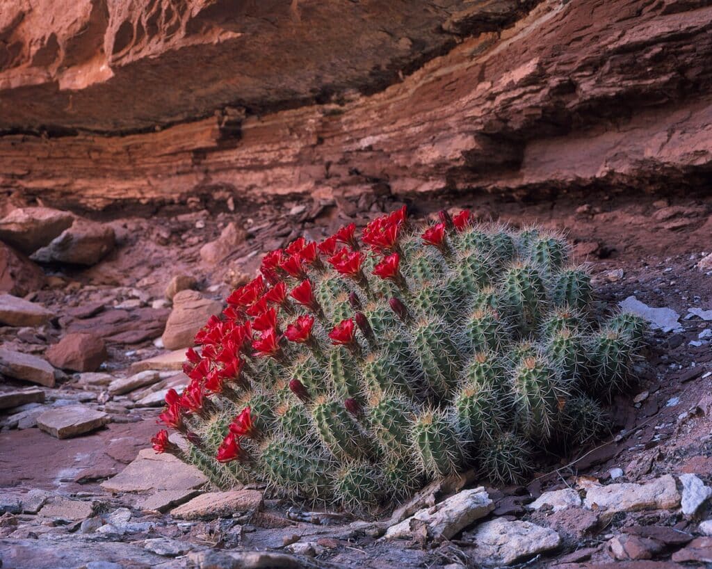 Hedgehog/ claret cup, (Echinocereus / Echinocereus triglochidiatus), a small, cylindrical cactus...