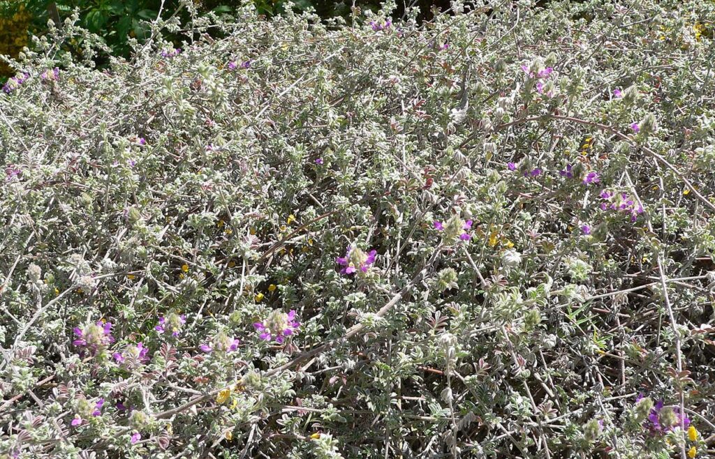 Trailing Indigo Bush; Creeping Dalea, (Dalea greggii), sprawling, woody groundcover with small,...
