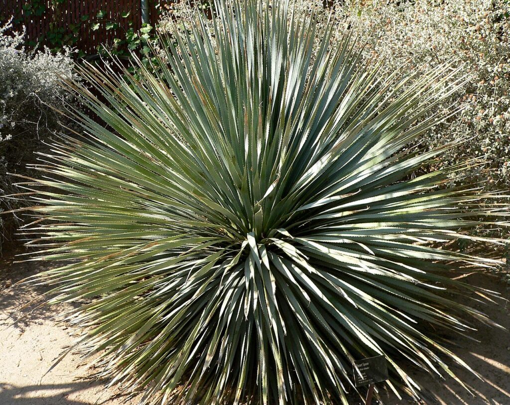 Blue Desert Spoon, (Dasylirion wheeleri), a rosette-forming plant with long, narrow, blue-green...