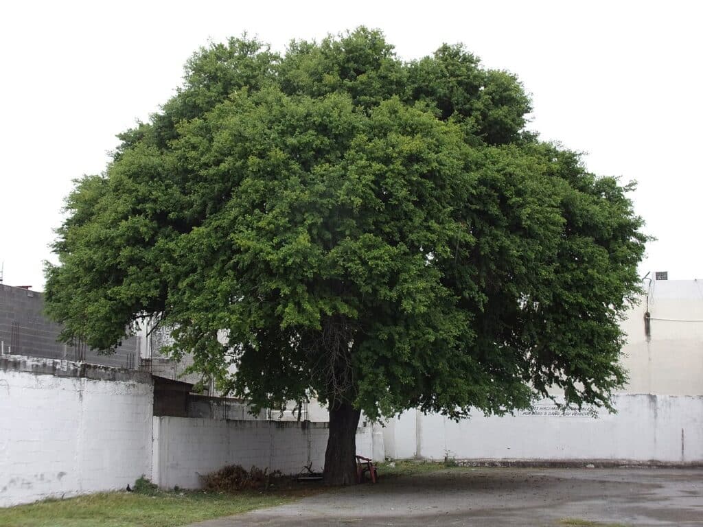 Ebony Blackbead, (Ebenopsis ebano), a small to medium-sized, drought-tolerant tree with dense,...