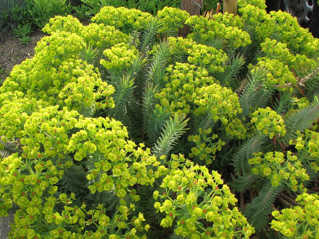 Gopher Spurge, Silver Spurge, (Euphorbia rigida), low-growing, multi-stemmed succulent forming...