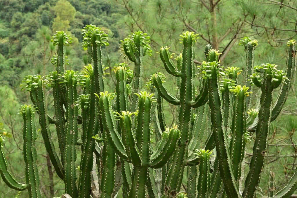 Churee, (Euphorbia royleana), a striking succulent native to the Himalayan regions of India,...