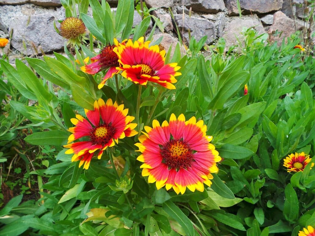 Blanket Flower, (Gaillardia grandiflora), long-blooming perennial with daisy-like flowers in...