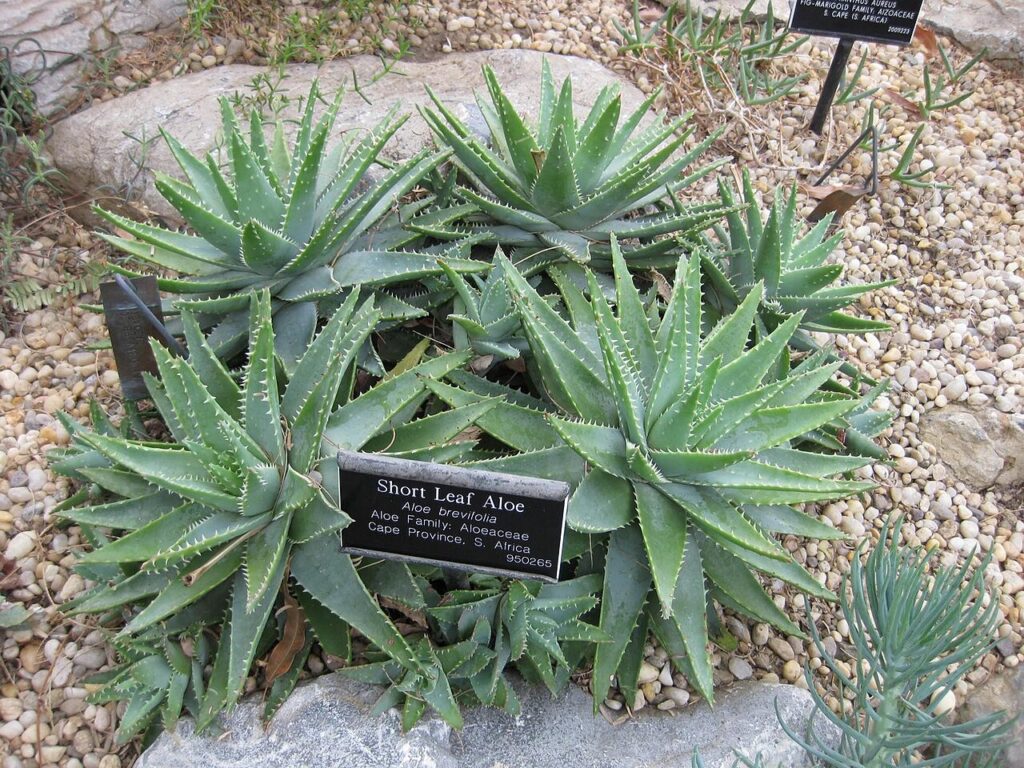 Shortleaf Aloe, (Aloe brevifolia), a compact, evergreen succulent native to the Western Cape of...