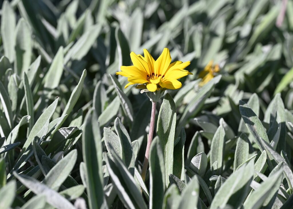 Gazania;Treasure Flower, (Gazania rigens), a hardy, evergreen groundcover with bright, daisy-like...