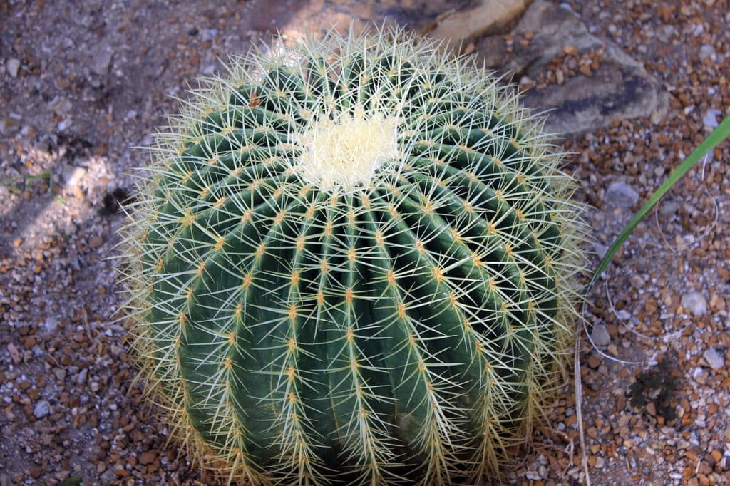 Golden Barrel Cactus; Mother-in-Law's Cushion, (Echinocactus grusonii), striking and low-...