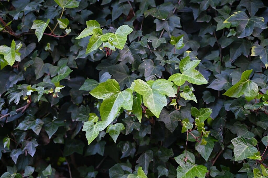 Algerian Ivy, (Hedera canariensis), a fast-growing, evergreen vine with large, leathery green...