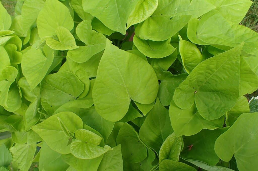 Sweet Potato Vine, (Ipomoea batatas), a fast-growing, trailing vine grown for its colorful...