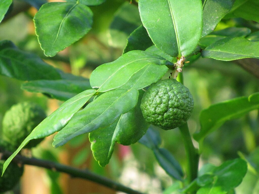 Kaffir Lime Tree, (Citrus hystrix), a small, bushy evergreen citrus tree native to Southeast...