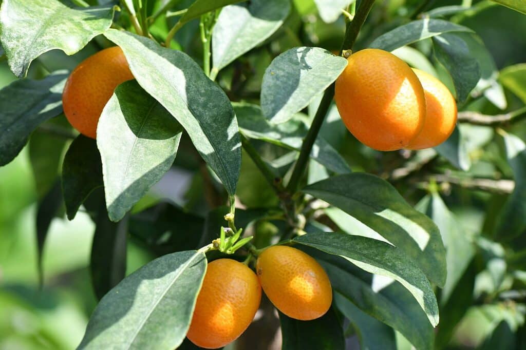 Kumquat Tree, (Citrus japonica (also Fortunella spp.)), a small, evergreen citrus tree native to...