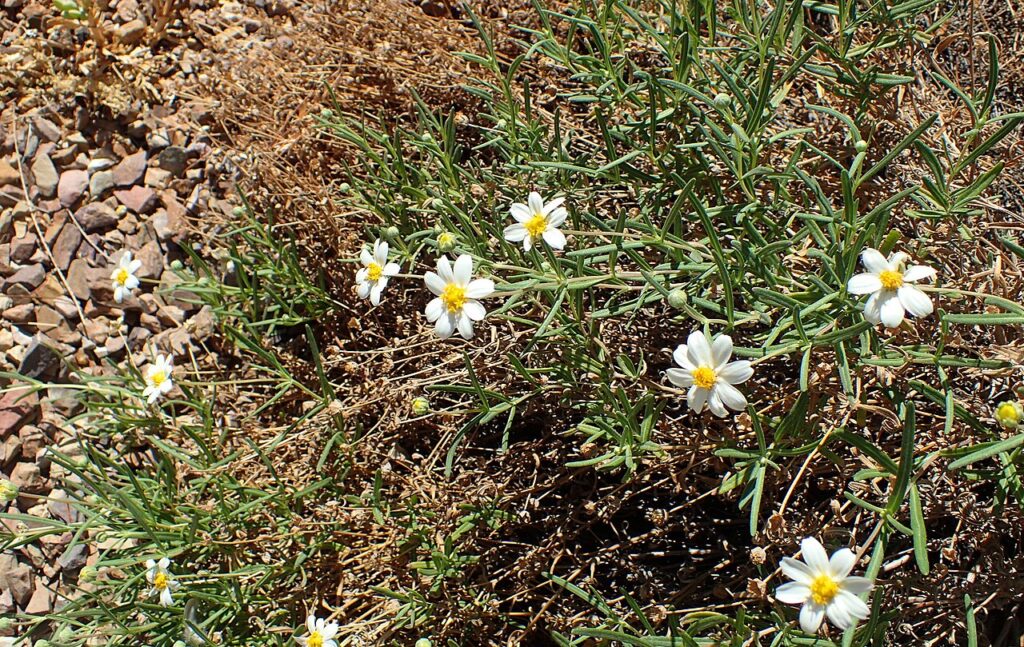 Blackfoot Daisy, (Melampodium leucanthum), a tough, low-growing perennial with small, white...