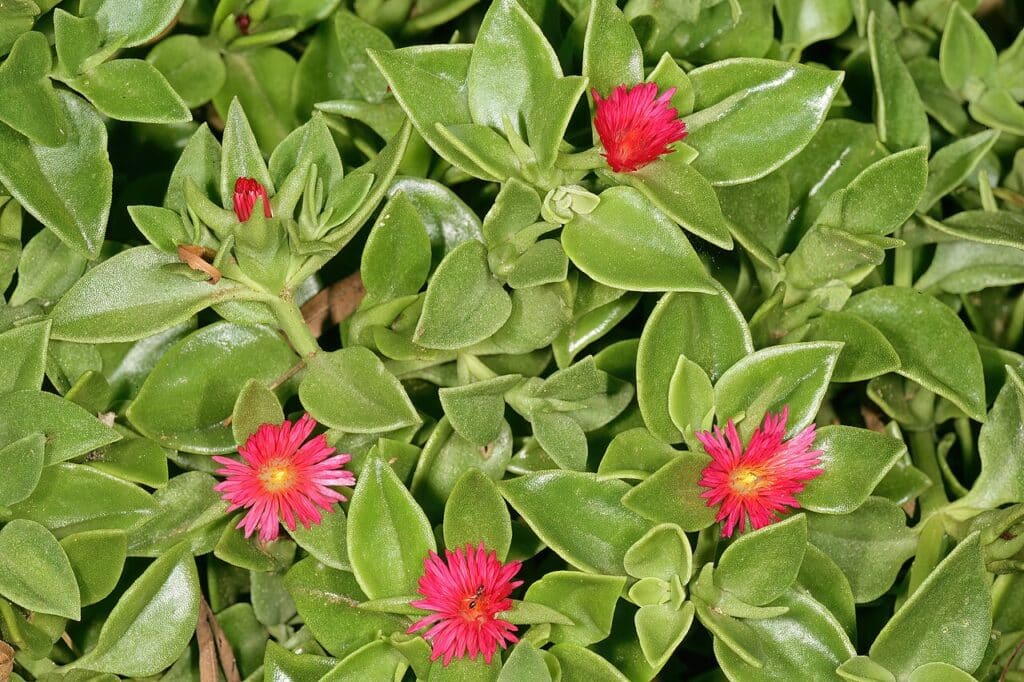 Baby Sun Rose, (Aptenia cordifolia), spreading succulent groundcover with heart-shaped, bright...