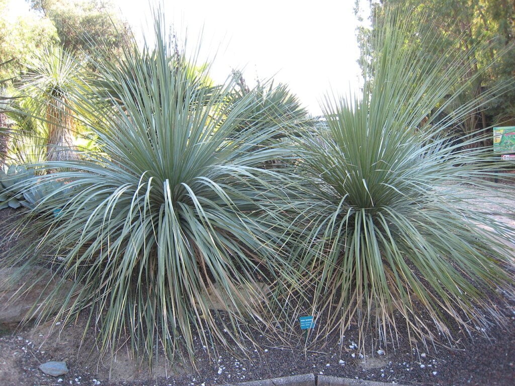 Matape Beargrass; Tree Bear Grass, (Nolina matapensis), a slow-growing, grass-like succulent with...