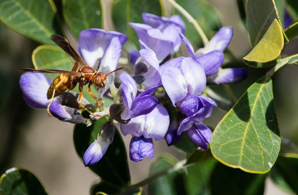 Texas Mountain Laurel, (Calia secundiflora (formerly Sophora secundiflora)), an evergreen shrub...