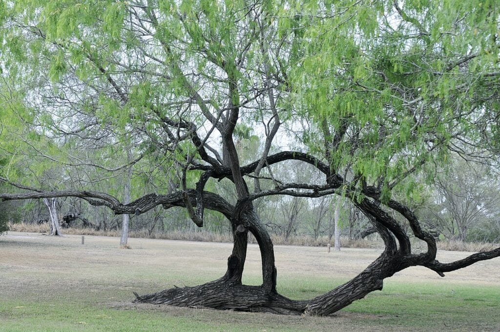 Honey Mesquite, (Prosopis glandulosa), a hardy, fast-growing, deciduous tree native to the...