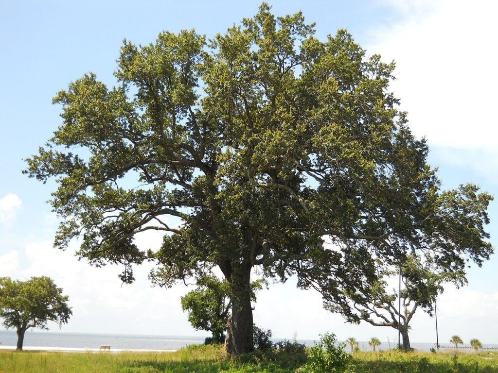 Southern Live Oak, (Quercus virginiana), a majestic, long-lived evergreen oak native to the...