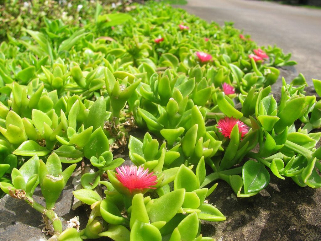 Red Apple Ice Plant, (Aptenia cordifolia), fast-growing, trailing succulent groundcover with...
