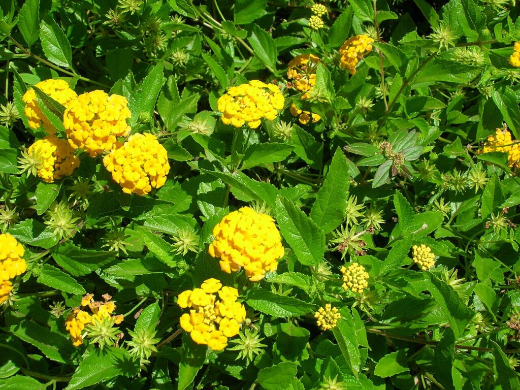 Trailing Lantana, (Lantana montevidensis), a low-growing, spreading perennial with trailing stems...