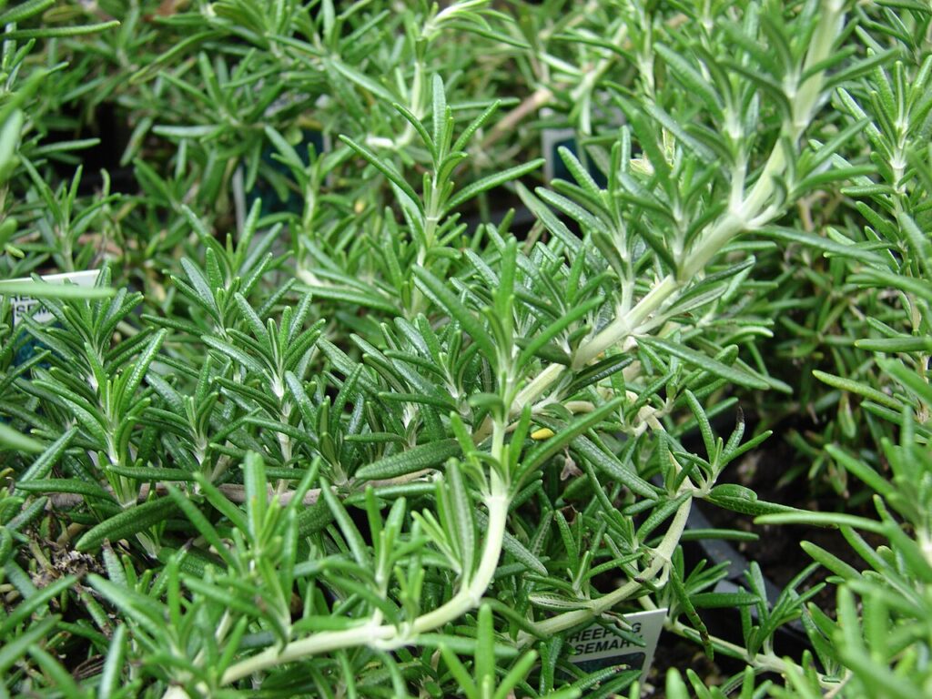 Trailing Rosemary, (Rosmarinus officinalis 'Prostratus' (now classified as Salvia rosmarinus...