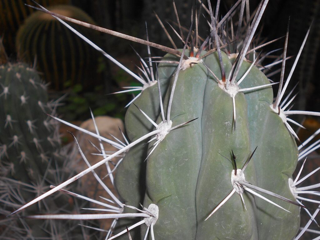 Argentine Toothpick Cactus, (Stetsonia coryne), a large, tree-like cactus native to the arid...