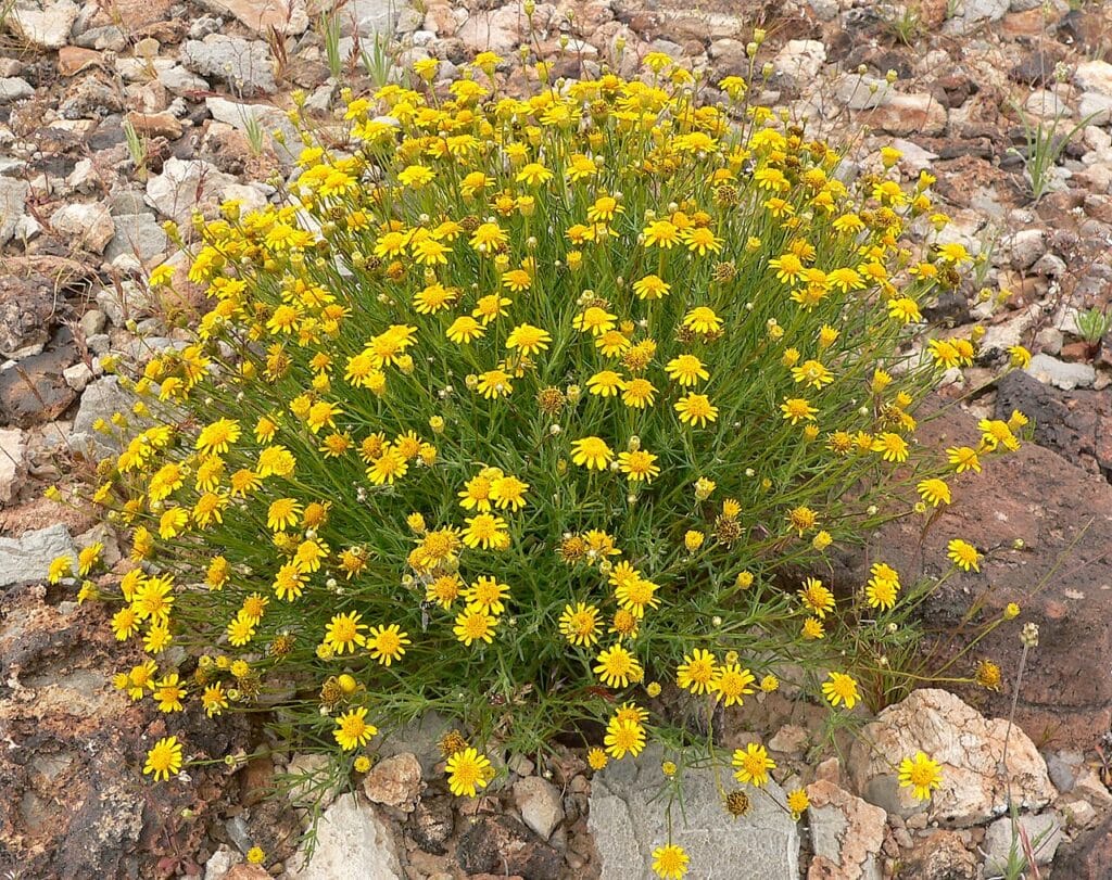 Five-needle Dogweed or Golden Dyssodia, (Thymophylla pentachaeta), a compact, mounding annual or...