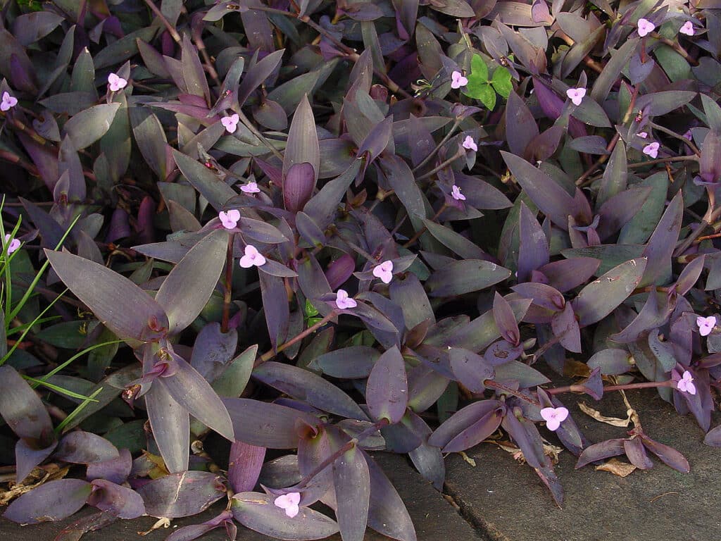 Purple Heart, (Tradescantia pallida), a striking trailing perennial with deep purple stems and...