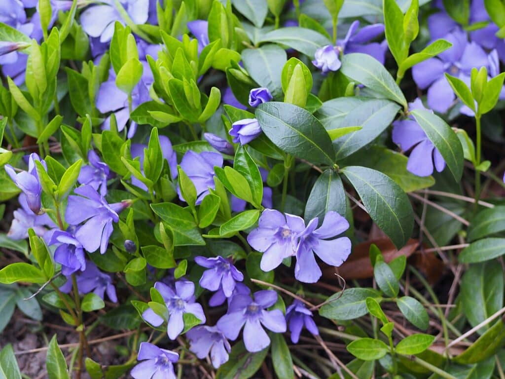 Periwinkle, (Vinca major), a fast-growing, evergreen groundcover with glossy green leaves and...