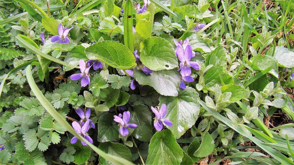 Sweet Violet, (Viola odorata), a charming, low-growing perennial with heart-shaped leaves and...