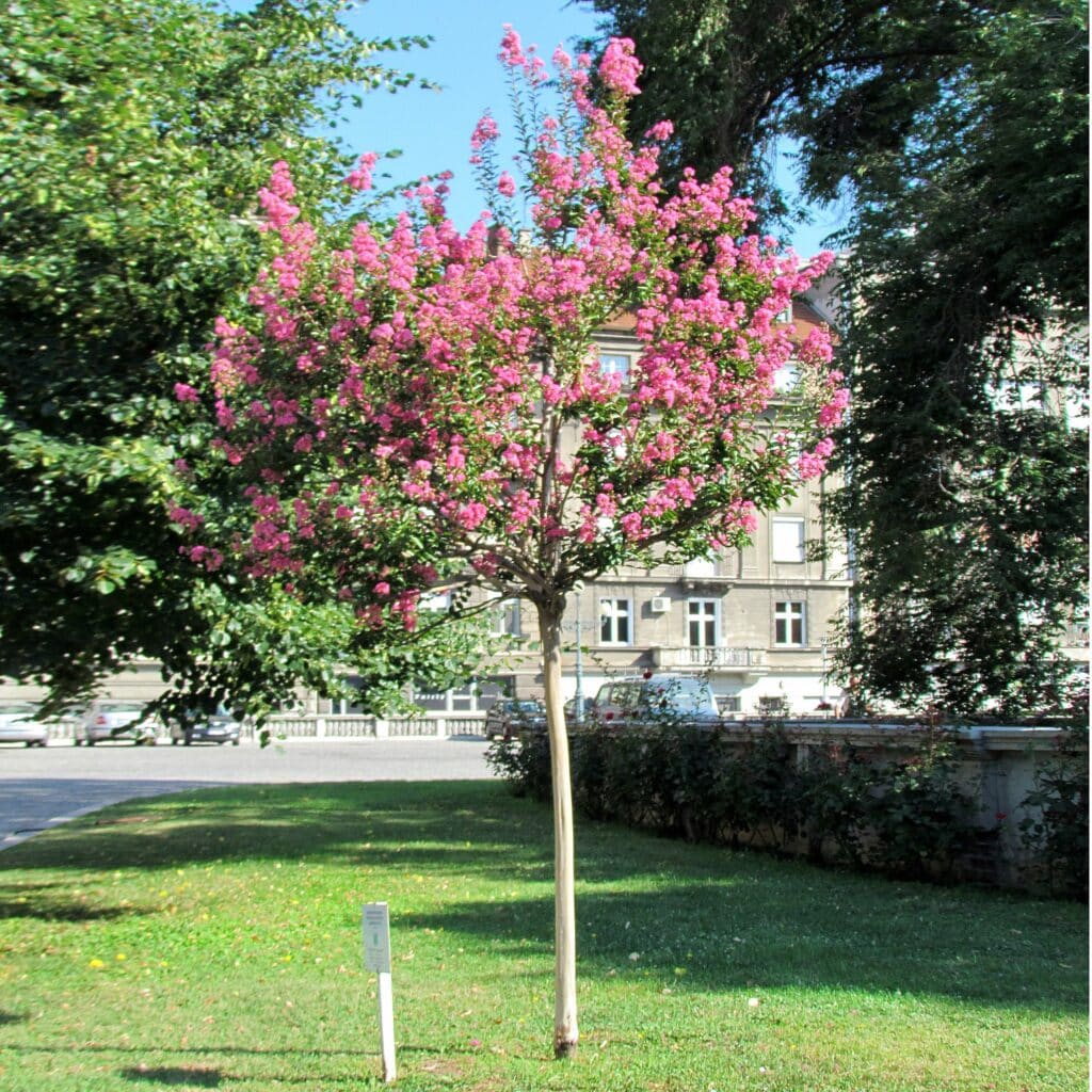 Crape Myrtle, (Lagerstroemia indica), a deciduous shrub or small tree prized for its long-lasting...