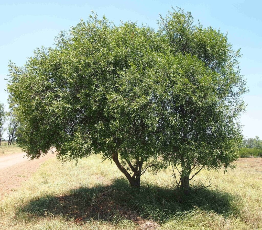 Willow Wattle, (Acacia salicina), a fast-growing Australian native tree with slender, willow-like...