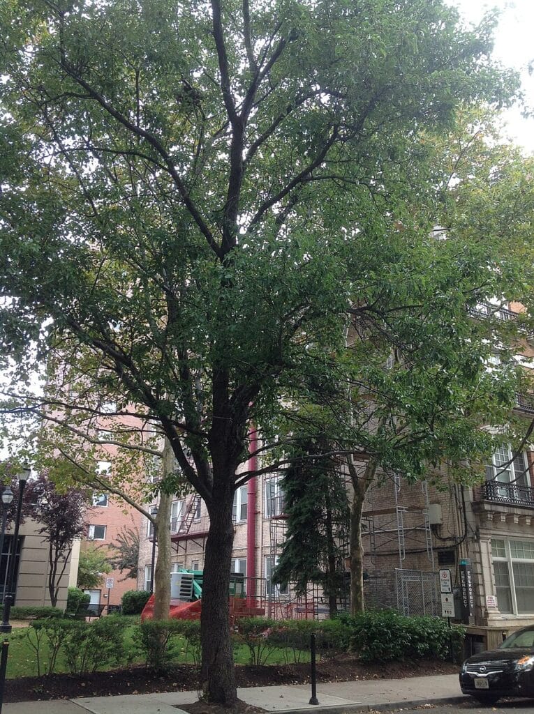 Evergreen Pear Tree, (Pyrus kawakamii), an ornamental pear tree native to Taiwan, valued for its...