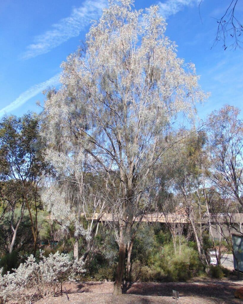Weeping Myall or Weeping Acacia, (Acacia pendula), a graceful, weeping Australian native tree...
