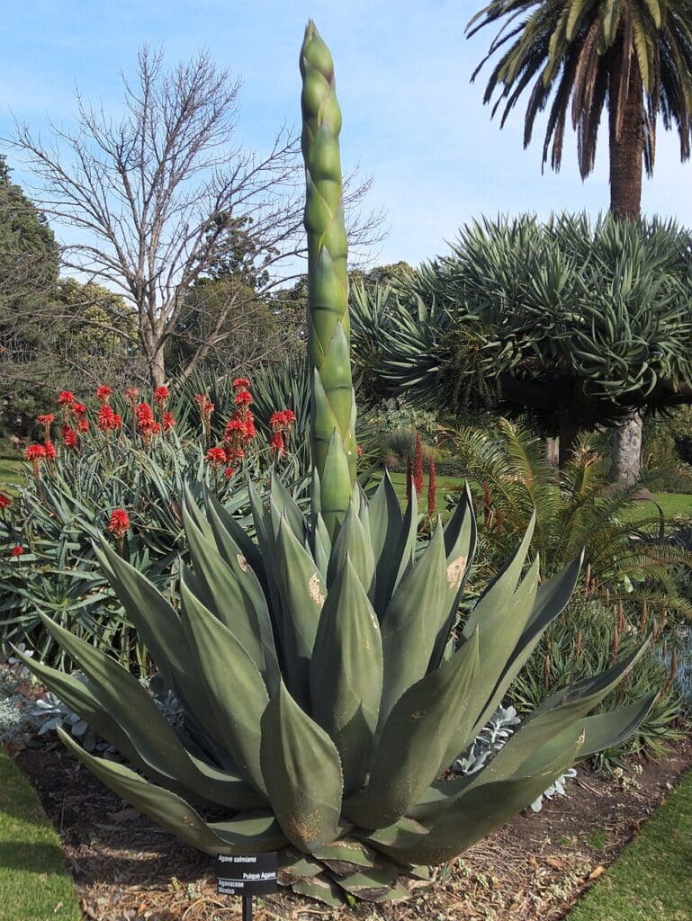 Maguey de Pulque (Also known as Green Giant Agave or Salmiana Agave), (Agave salmiana), agave...