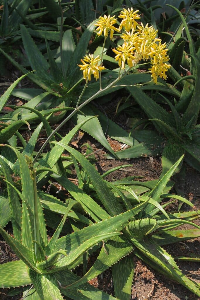 Medicinal Aloe, (Aloe vera; Aloe barbadensis miller), a succulent plant known for its fleshy,...