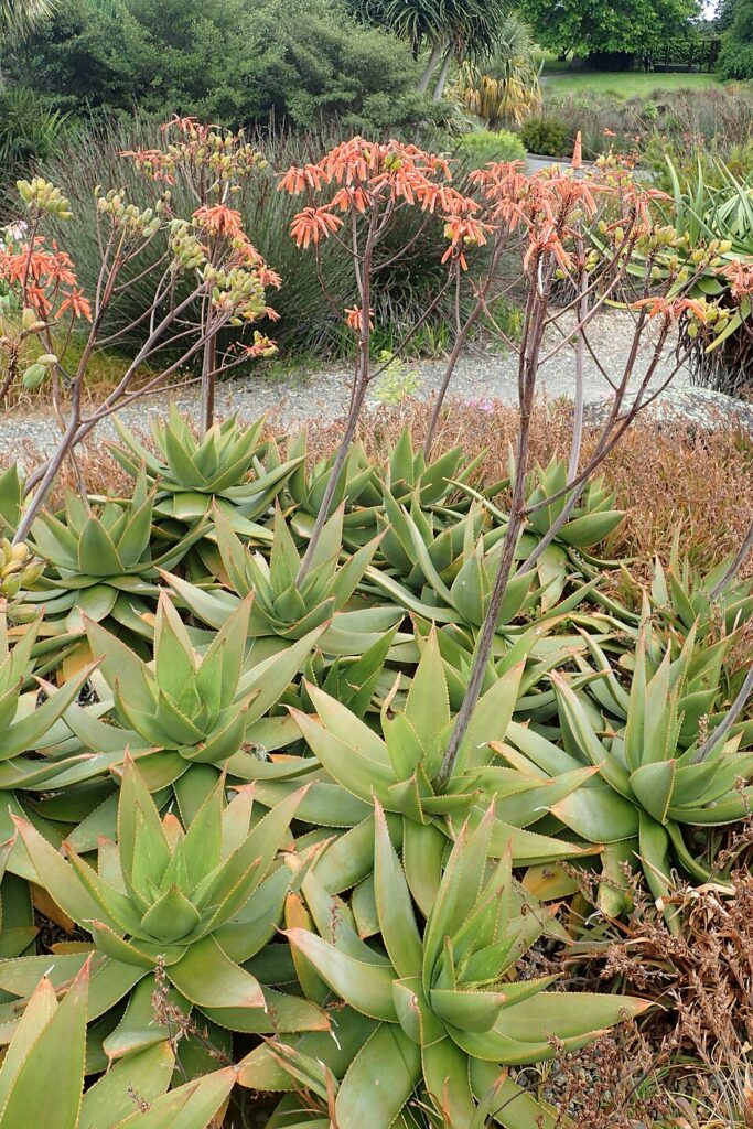 Coral Aloe, (Aloe striata), a smooth-leaved, stemless aloe with wide, pale blue-green leaves and...