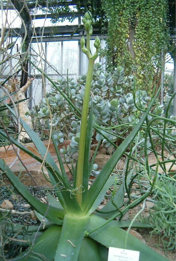 Hairy Green Aloe, (Aloe tomentosa), commonly known as Woolly Aloe, is a rare aloe species native...