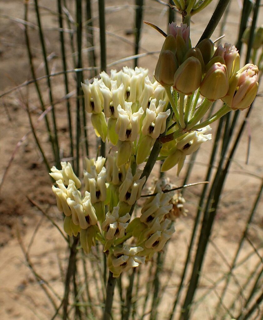 Threadleaf Milkweed; Desert Milkweed, (Asclepias subulata), a leafless or threadleaf milkweed...