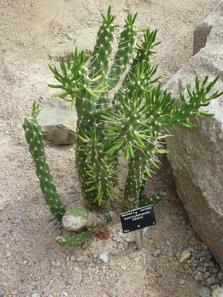 Eve's Needle, (Austrocylindropuntia subulata), a distinctive, low-maintenance cactus native to...
