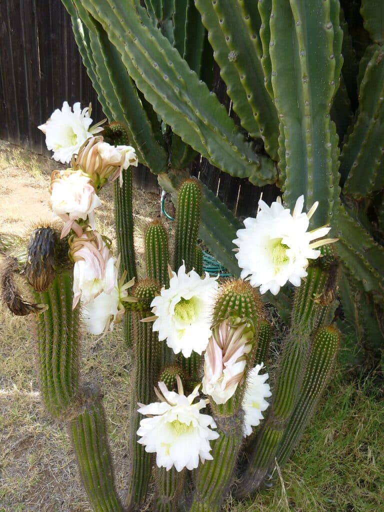 Golden Torch, (Echinopsis spachiana), tall, columnar cactus with multiple upright branches;