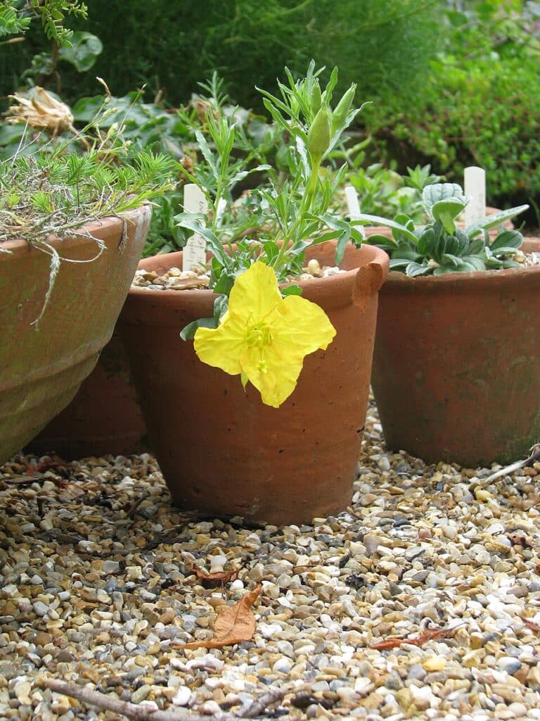 Hartweg Evening Primrose; Fendler's Sundrops, Yellow Evening Primrose, (Calylophus hartwegii...