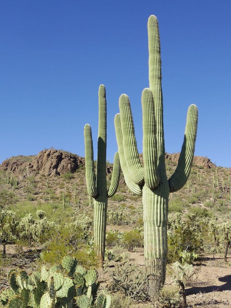 Saguaro Cactus, (Carnegiea gigantea), the Saguaro is a columnar cactus that can develop multiple...