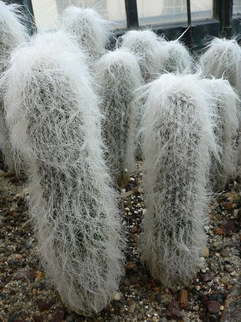 Old Man Cactus, (Cephalocereus senilis), a distinctive columnar cactus known for its shaggy white...
