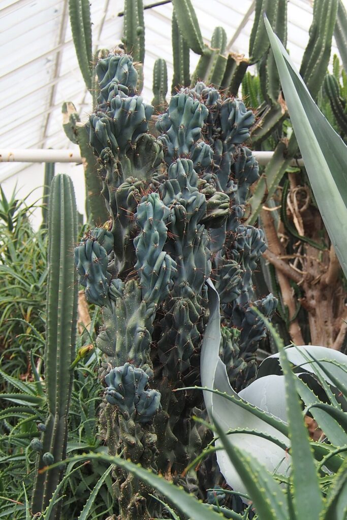 Peruvian Apple Cactus, (Cereus peruvianus f. monstrose), a striking, columnar cactus.