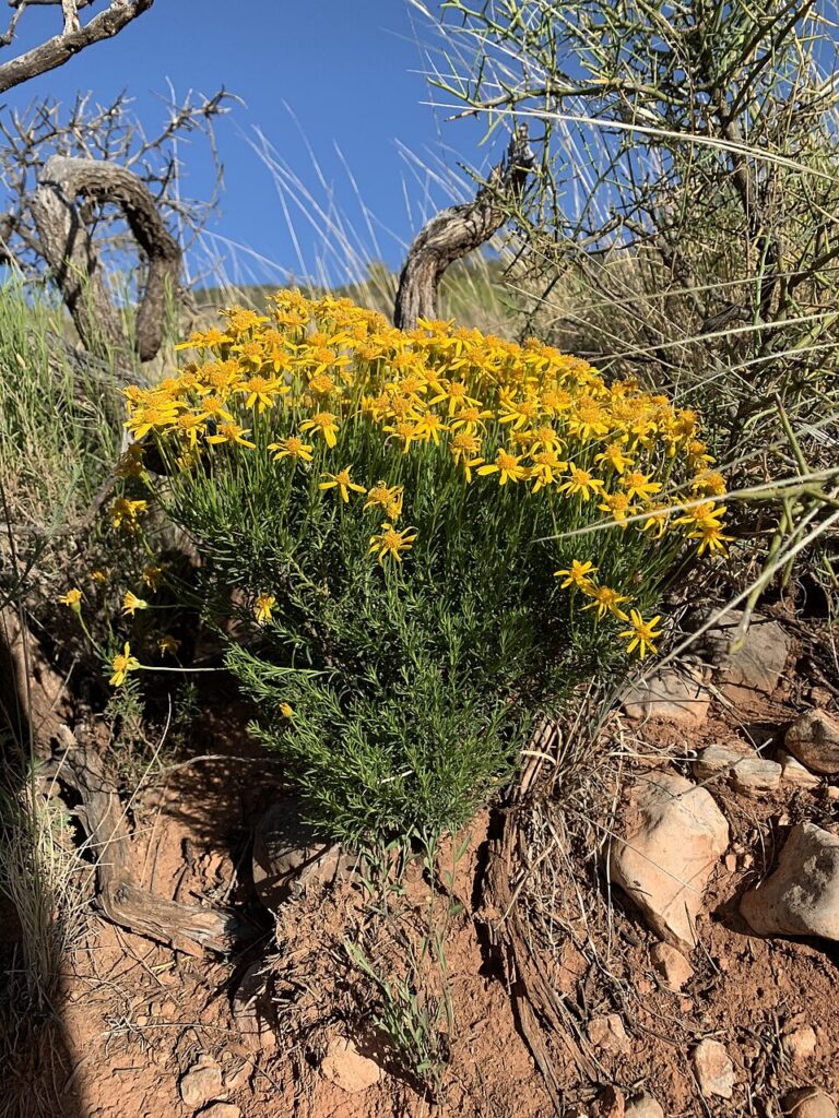Damianita, (Chrysactinia mexicana), ompact, evergreen subshrub with fine, aromatic dark green...