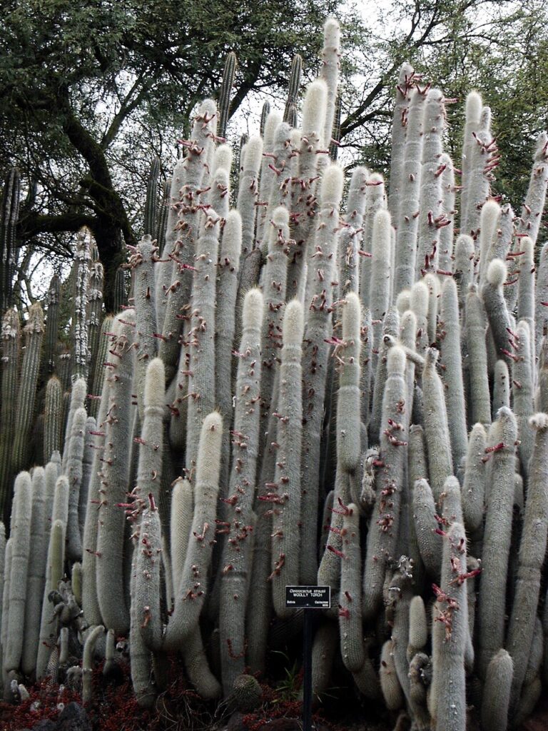 Silver Torch Cactus, (Cleistocactus strausii), a striking columnar cactus native to the high-...