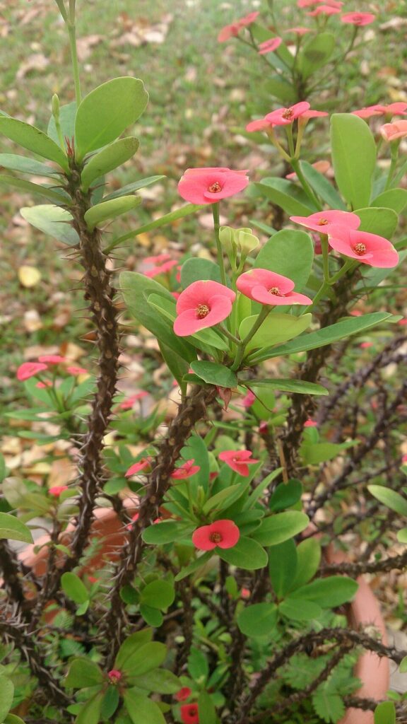 Crown of Thorns, (Euphorbia milii), a woody, spiny, succulent shrub with bright green leaves and...