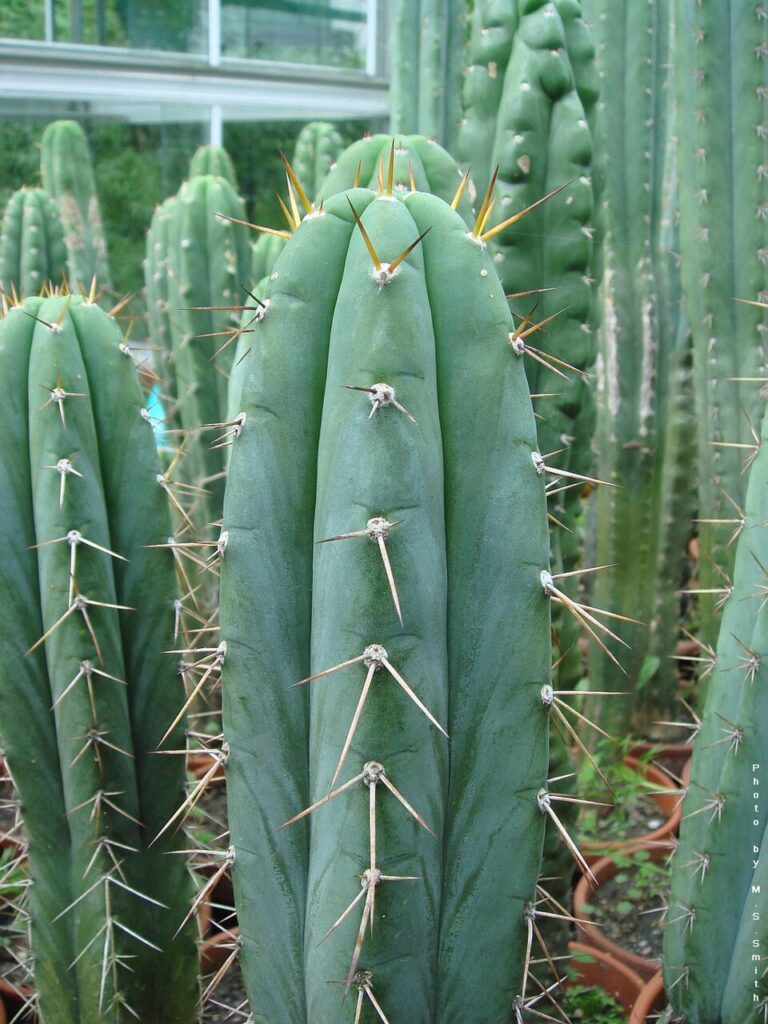 Peruvian Torch Cactus; San Pedro Macho, (Echinopsis peruviana), the cactus develops bluish-green...