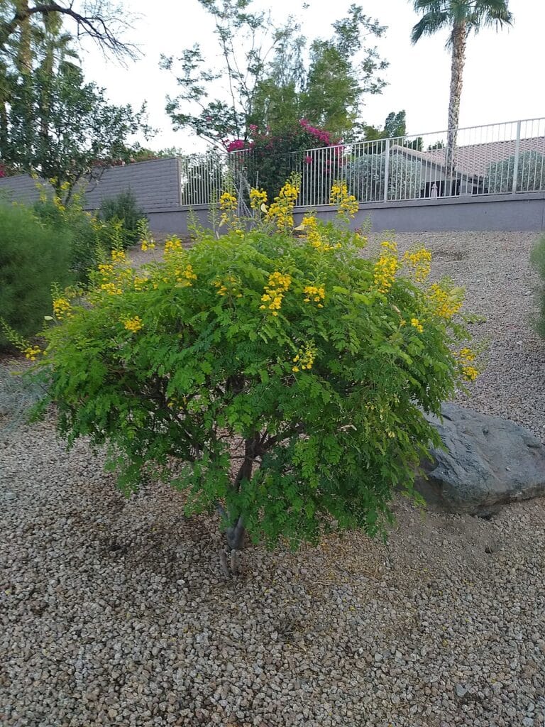 Mexican Bird of Paradise, (Caesalpinia mexicana), an evergreen to semi-evergreen shrub or small...