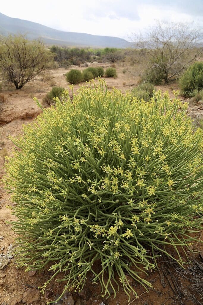 Pencil Milk Bush, (Euphorbia mauritanica), a fast-growing, evergreen succulent shrub with...