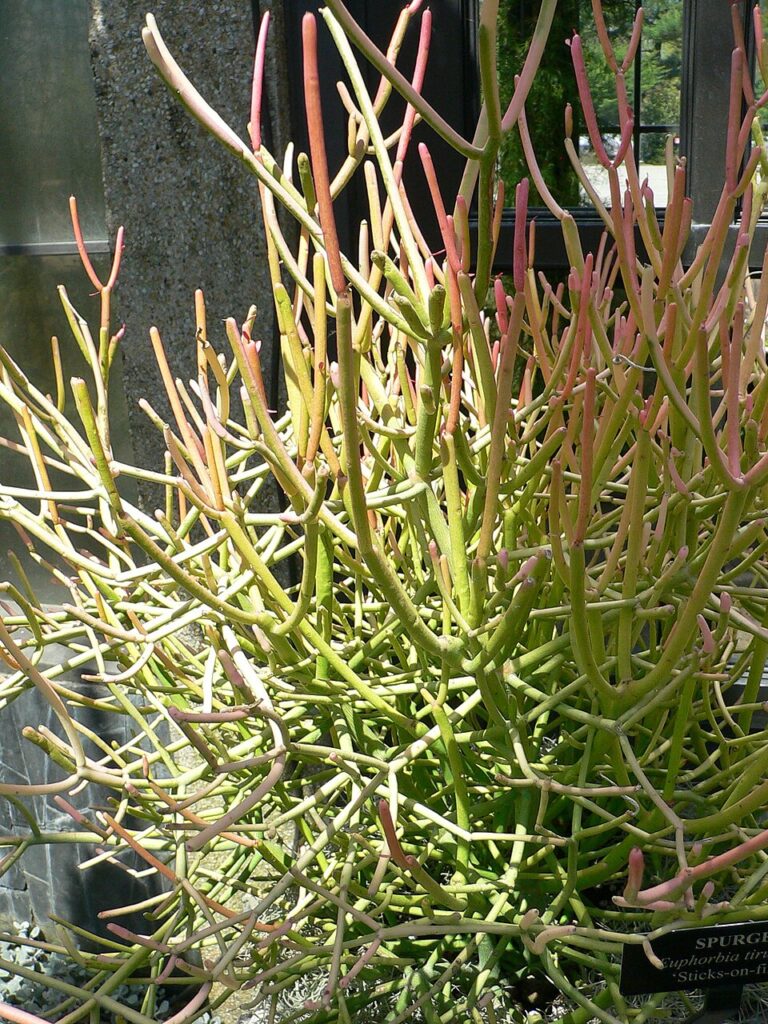 'Sticks of Fire', (Euphorbia tirucalli), a striking succulent native to Africa.